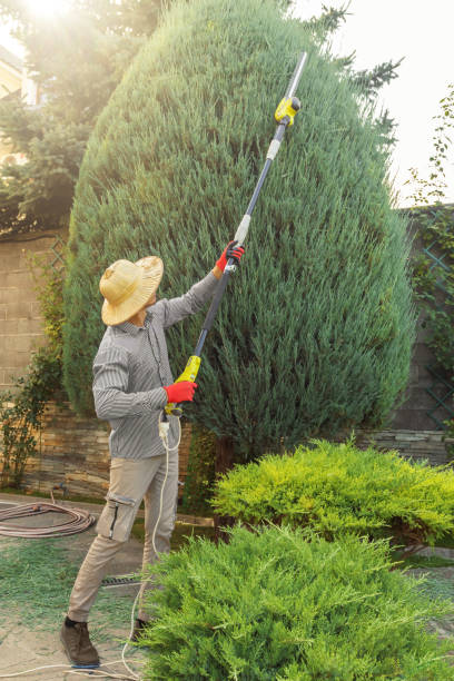 Dead Tree Removal in Checotah, OK